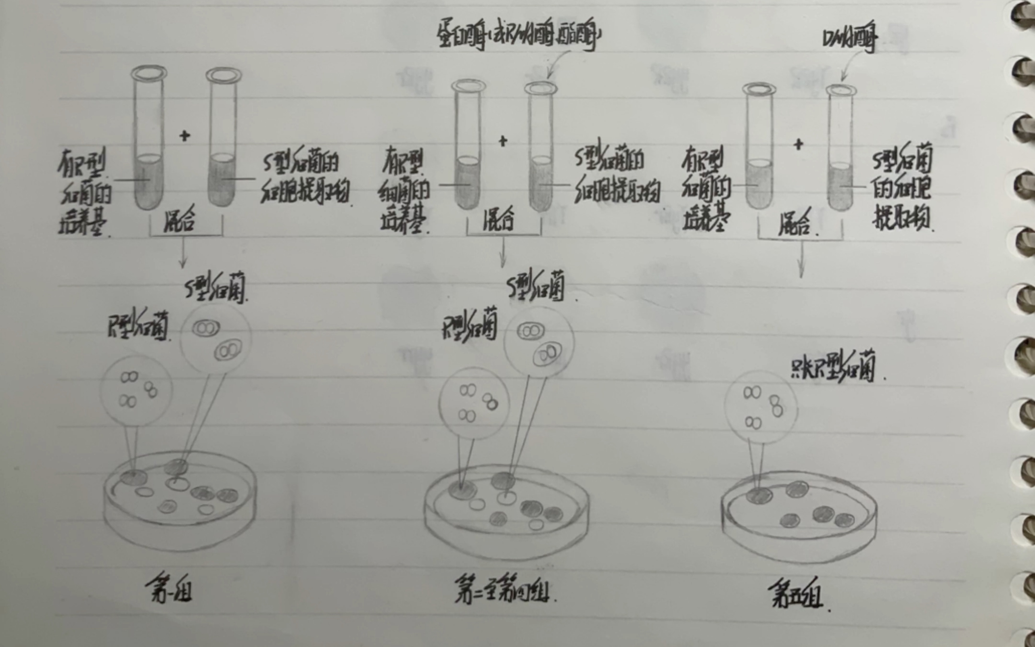 七下生物绘图图片