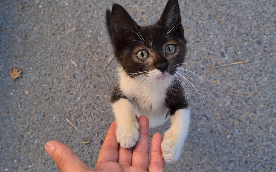 [图]路遇一只特别粘人的小黑猫