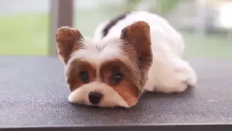 世界上最可爱的狗 Shu And Tree 哔哩哔哩 Bilibili 世界上最可爱的狗 Shu And Tree 哔哩哔哩 Bilibili