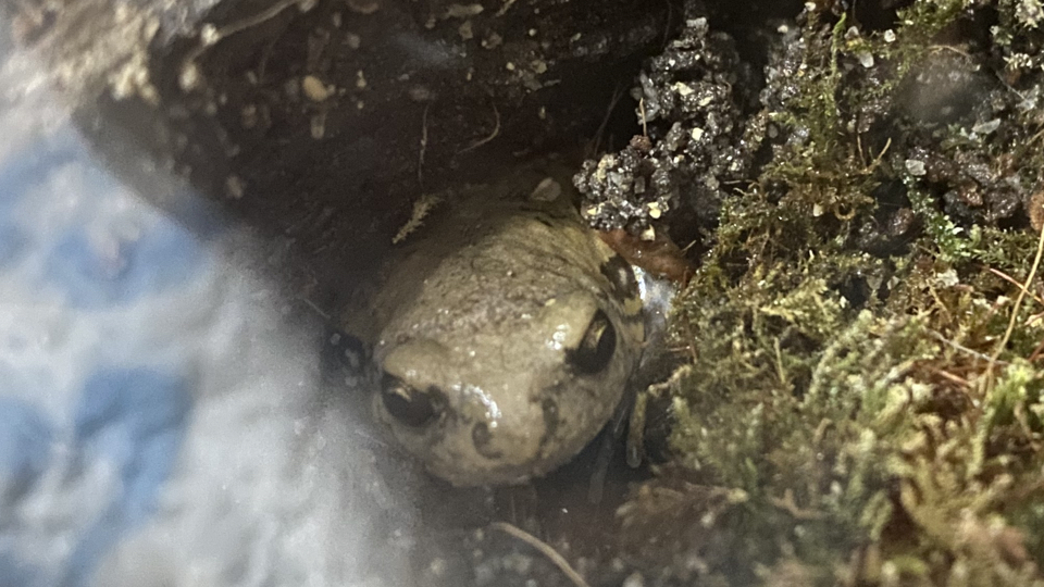 把两只花狭口蛙从之前那个缸挖出来了