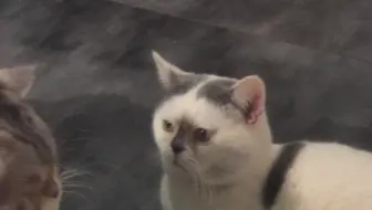 什么 狸猫 竟然不是小浣熊 哔哩哔哩 Bilibili