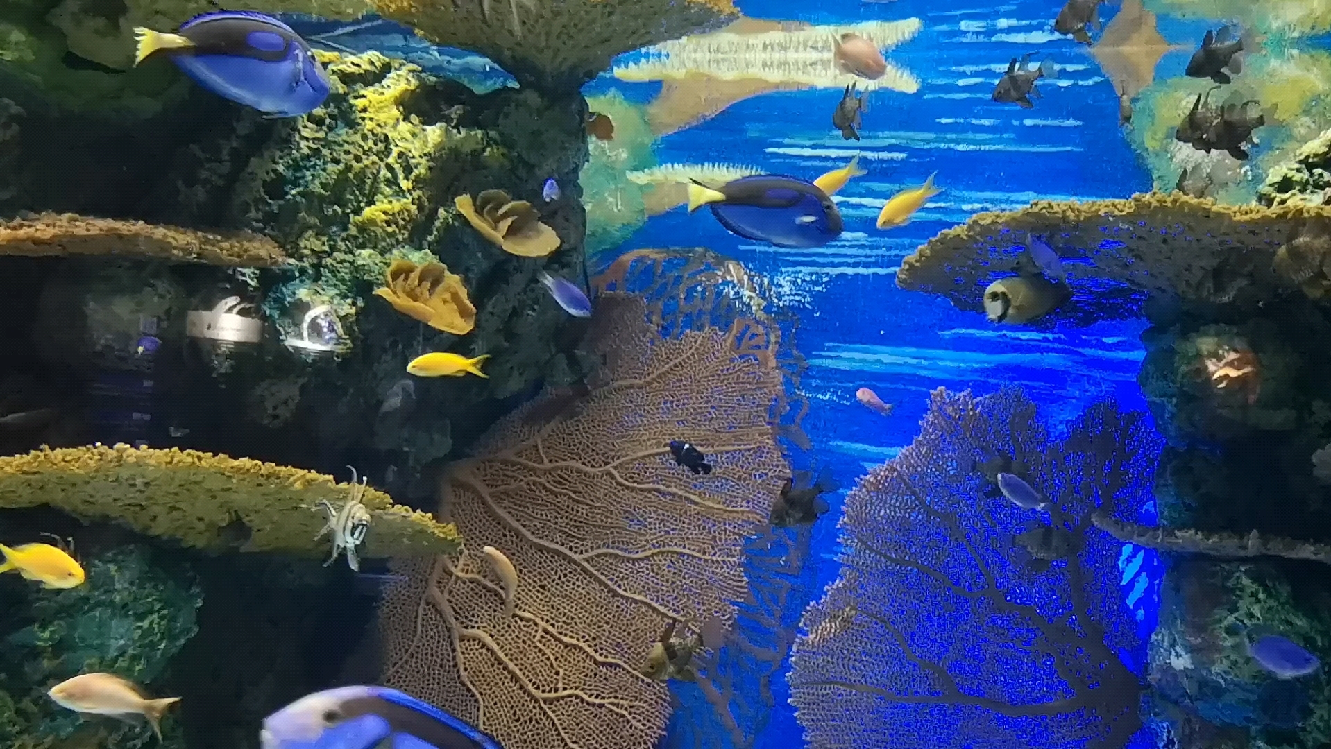 上海海洋水族館~海豹~小魚~水母