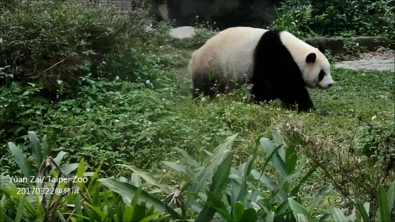 [图]嚣张白鹭鸶又来了，圆仔怕怕!20170322