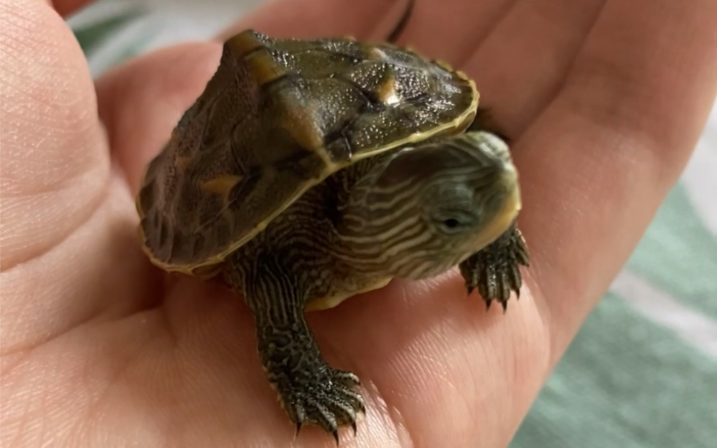小乌龟在手上能有多乖