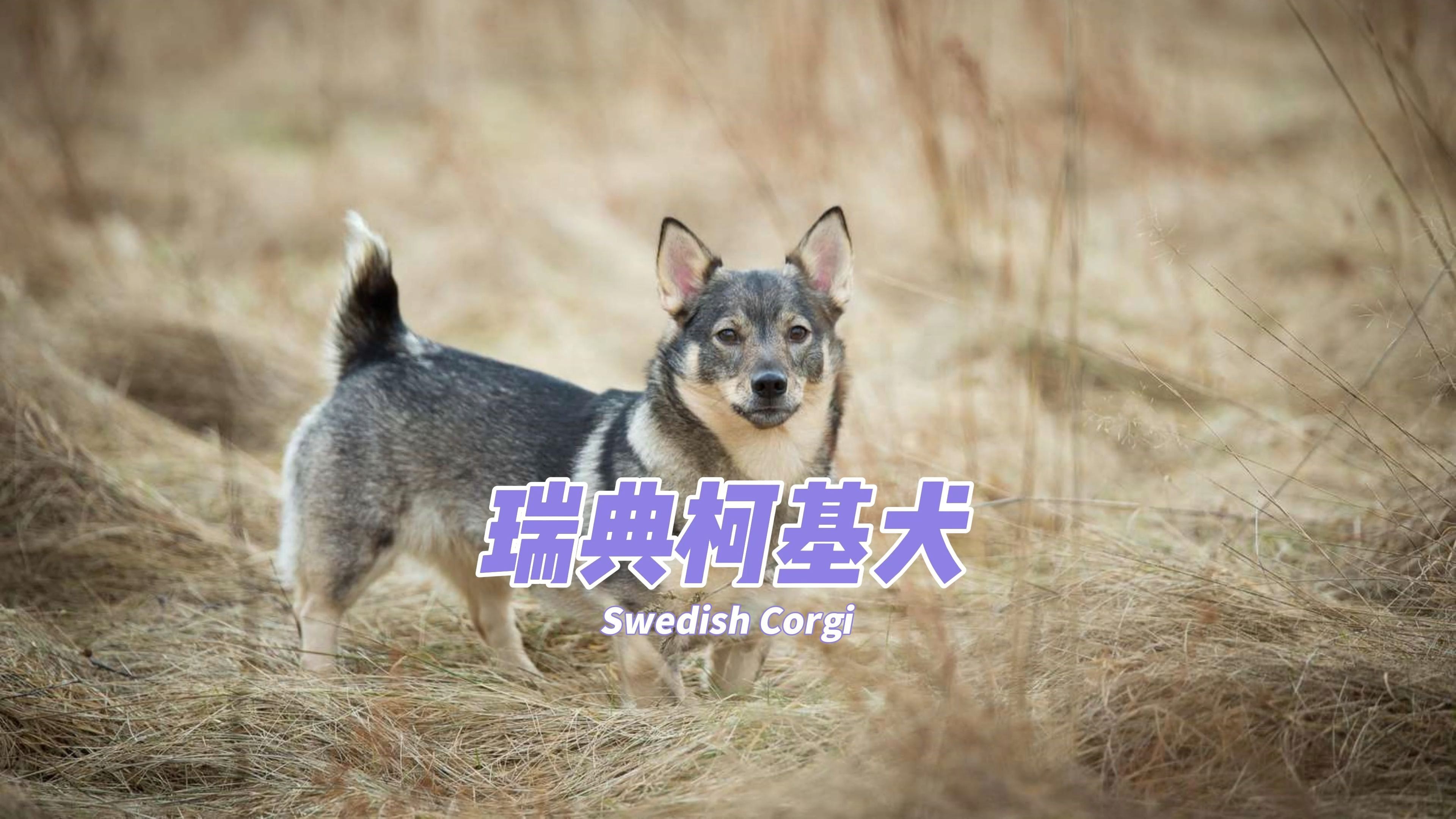 瑞典柯基犬是什么?