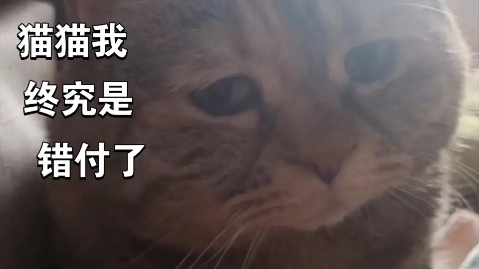 麻麻，你再不起床猫猫就要饿死了》_哔哩哔哩_bilibili