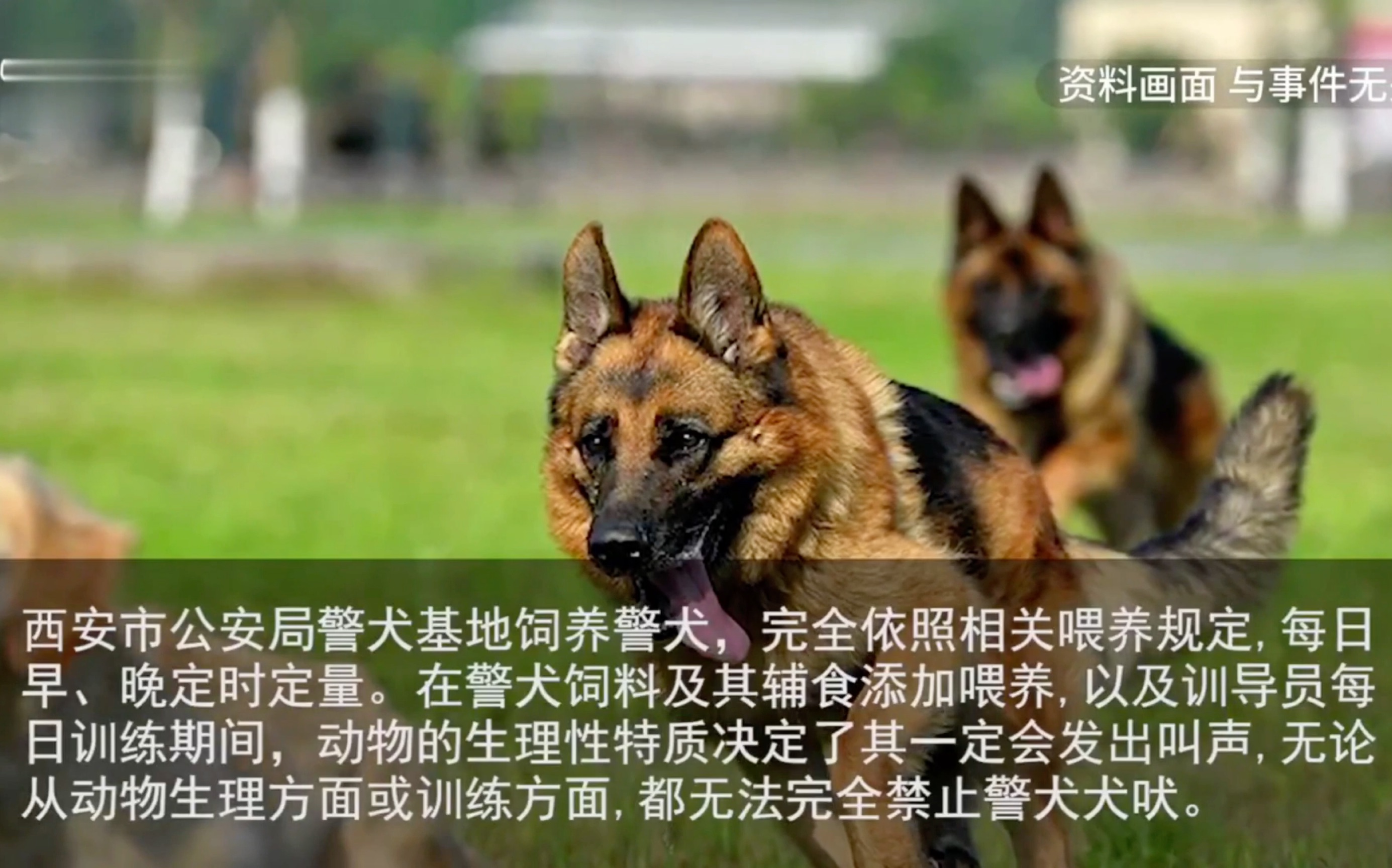 警犬“扰民”?西安公安局做出回应哔哩哔哩bilibili