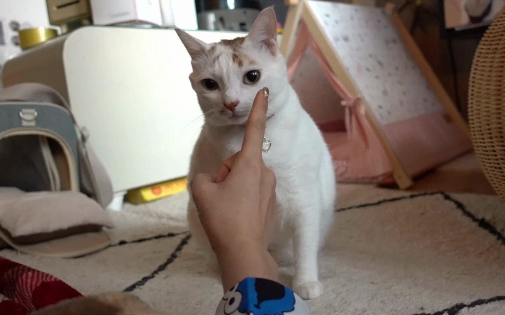 用撒娇叫醒铲屎官的波波猫咪