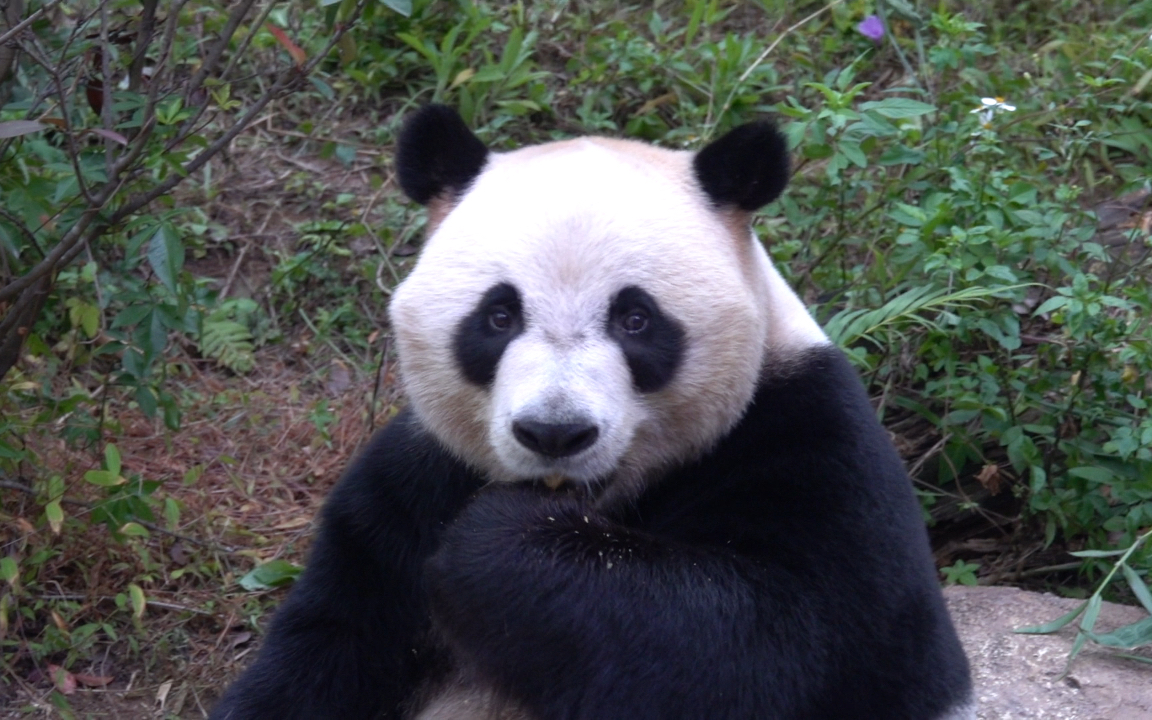 【大熊猫酷酷】姐姐剩饭没了只好吃竹叶