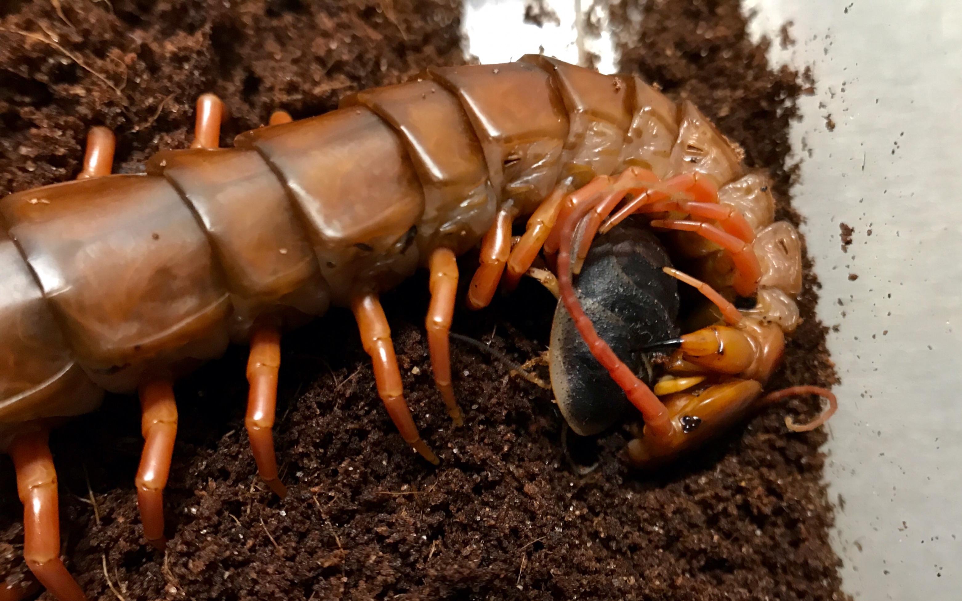 【蜈蚣】新手三巨头捕食合集_哔哩哔哩 (゜-゜)つロ 干杯~-bilibili