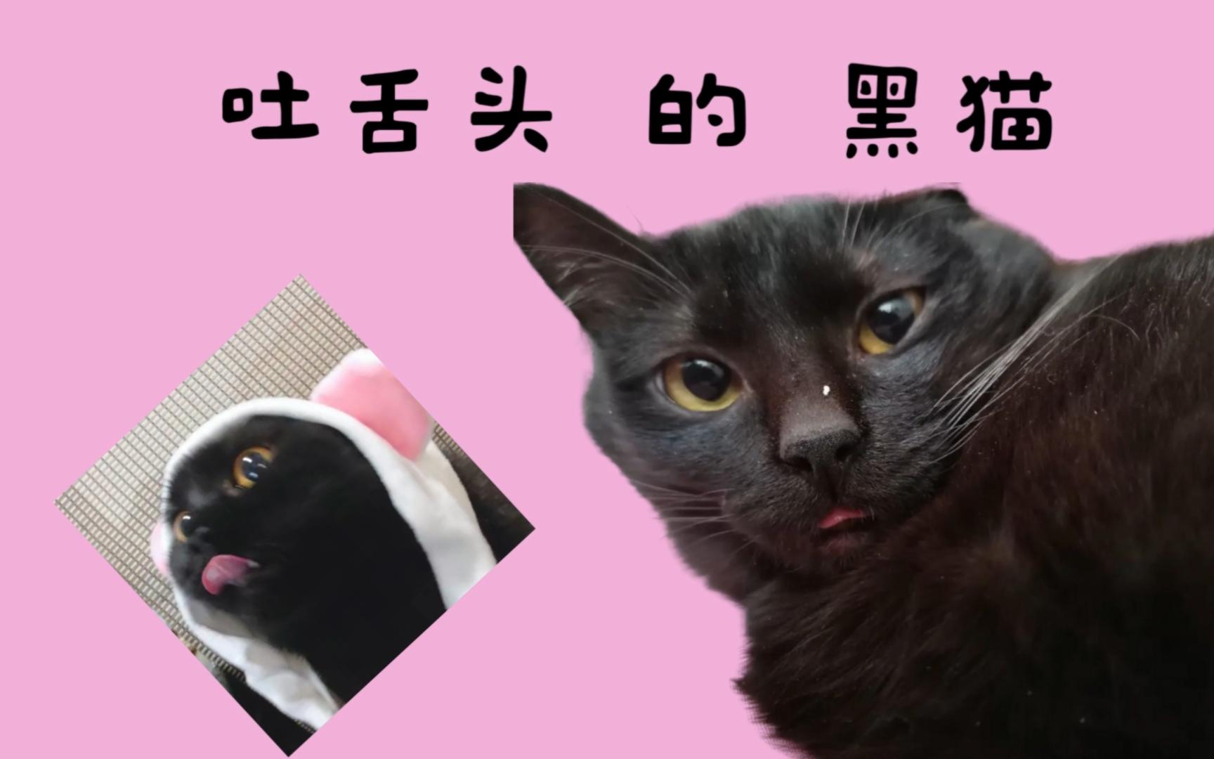 【晒猫】吐舌头的小黑猫,卖萌 or 行凶?