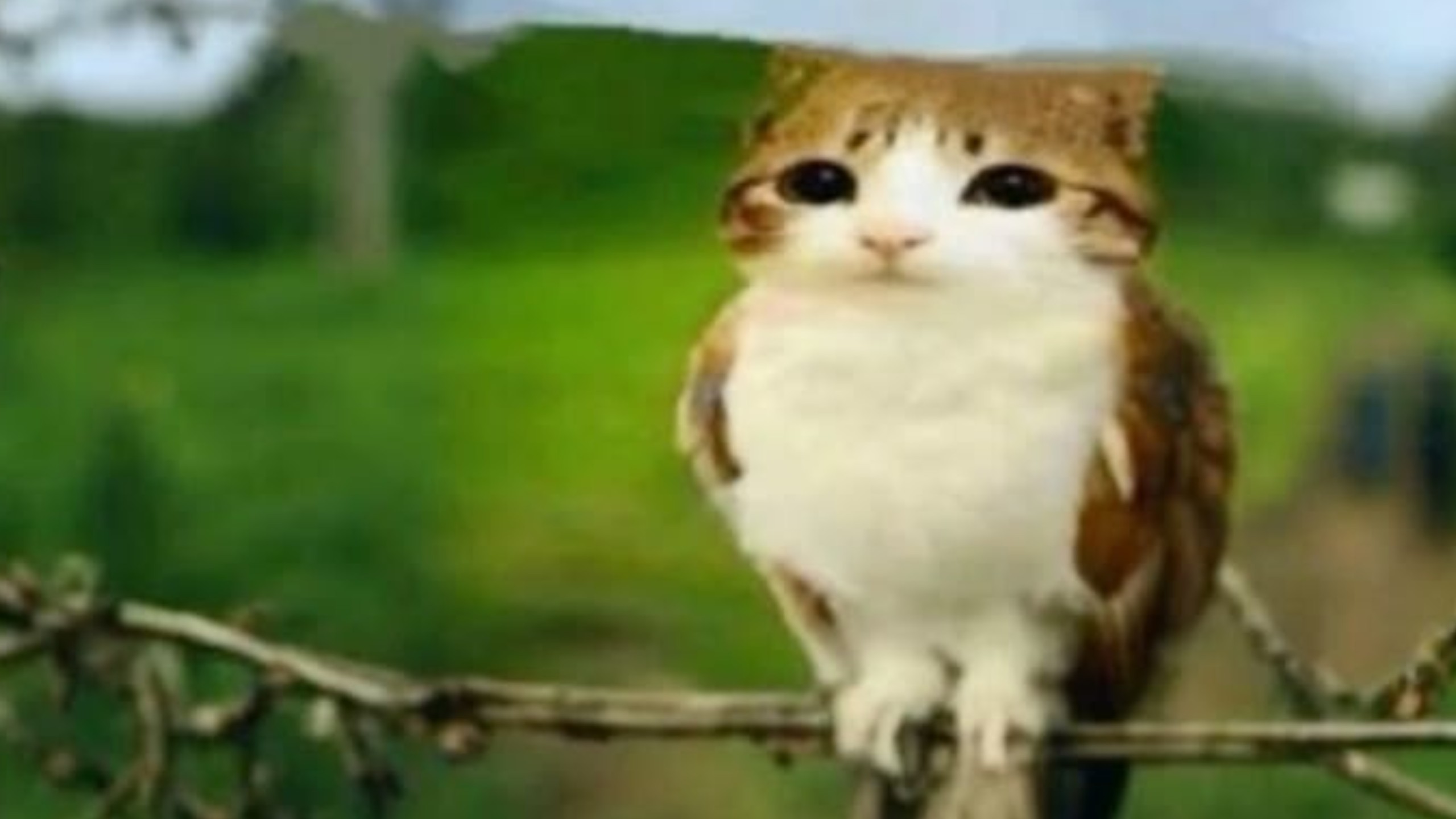 【混沌memes】尽管如此生活仍在继续的迷因合集