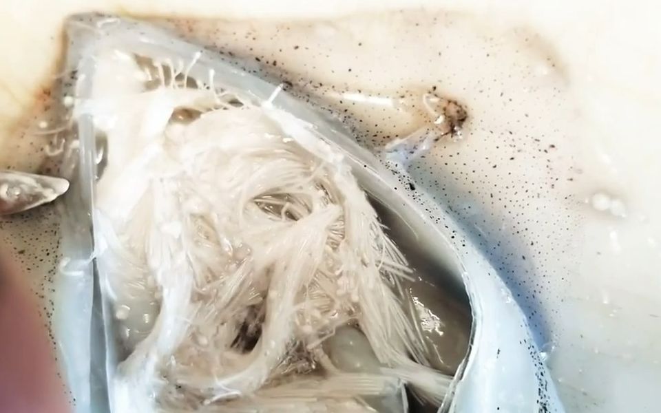 实拍解剖鱿鱼过程中精子自动射出的全过程@油兔不二字幕组_哔哩哔哩