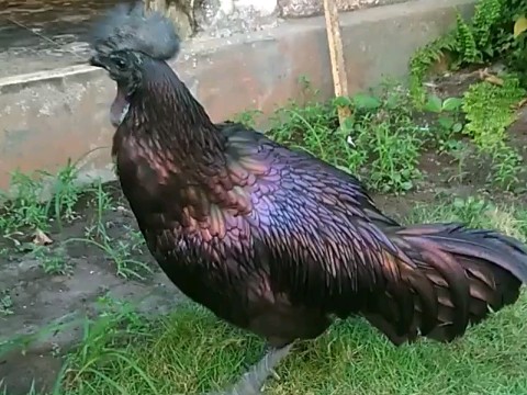黑到发光的印尼贝吉萨鸡 金属鸡