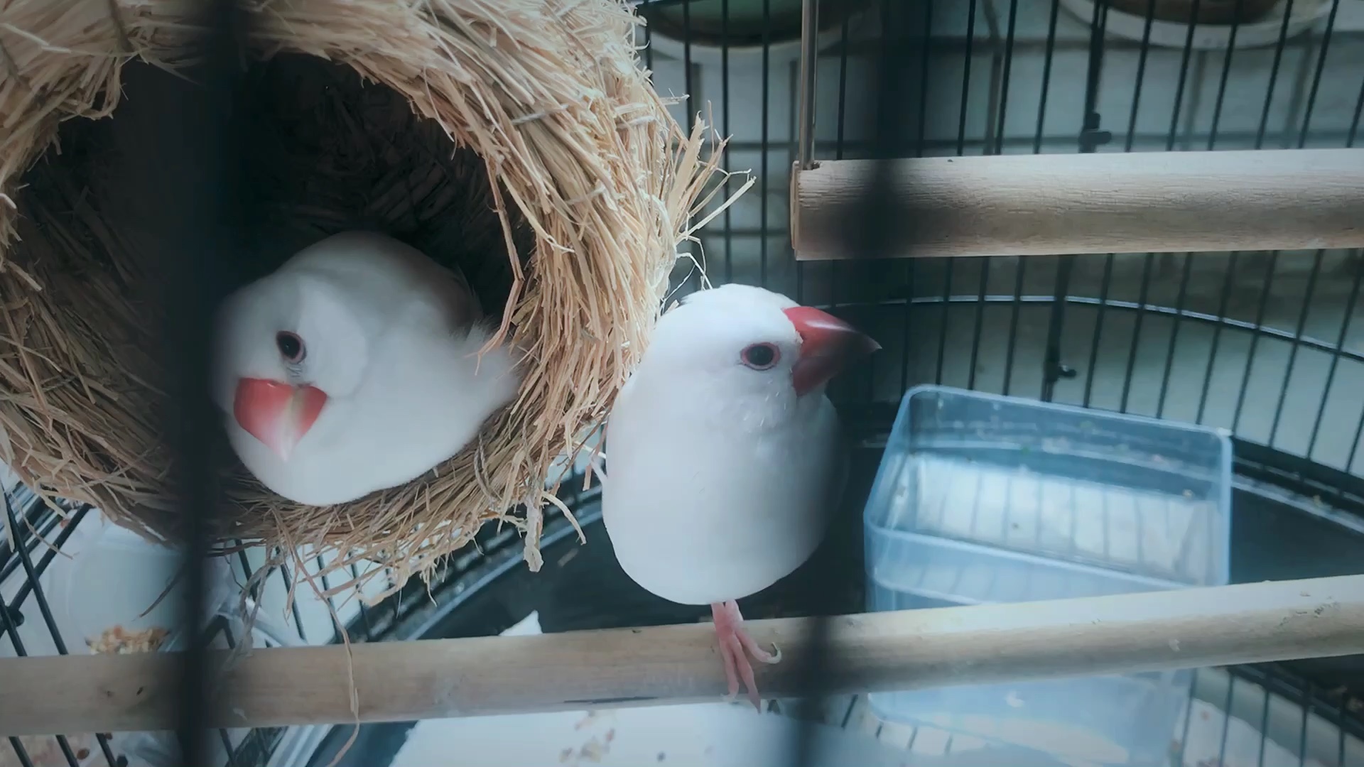 【文鸟】窝里的日常