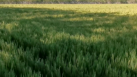 [图]北京绿油油的京西稻