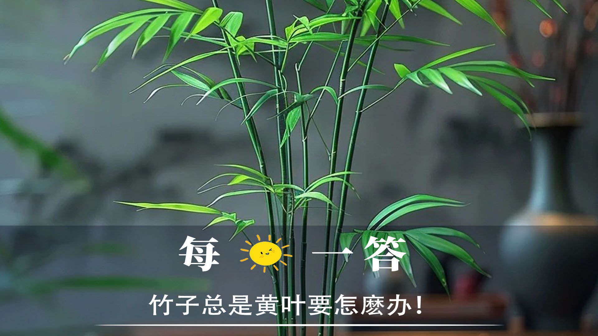 竹子总是黄叶要怎麽办!哔哩哔哩bilibili