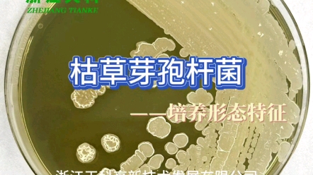 菌菌观察记丨第二期——枯草芽孢杆菌哔哩哔哩bilibili