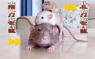 北方老鼠 哔哩哔哩 Bilibili