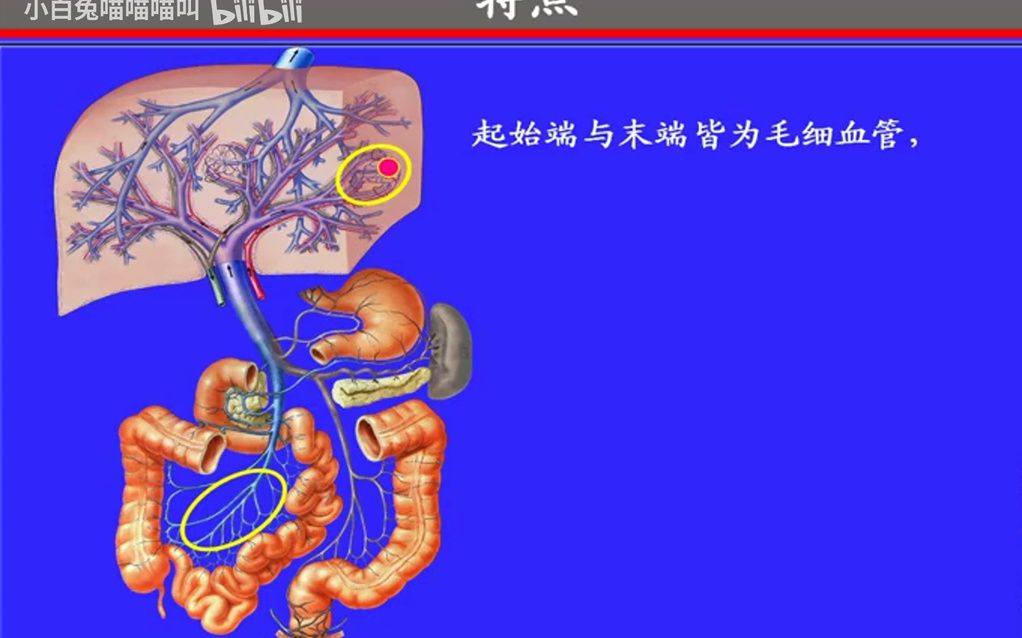 106.肝门静脉属支、组成、特点——系统解剖学、局部解剖学——这一套就够了哔哩哔哩bilibili