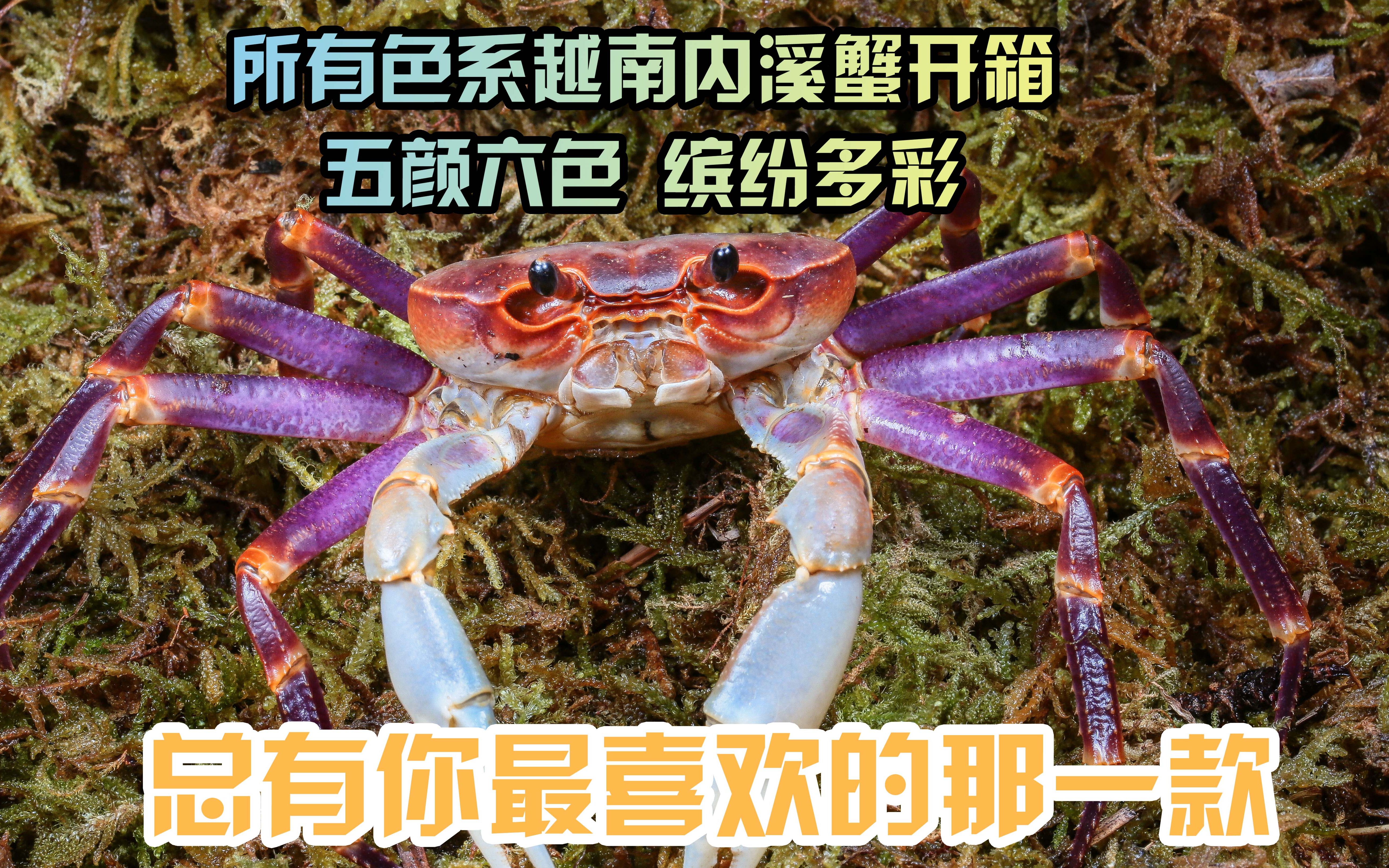 【果然-阿大西】--越南内溪蟹开箱