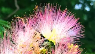 粉扑花香水合欢 哔哩哔哩 Bilibili