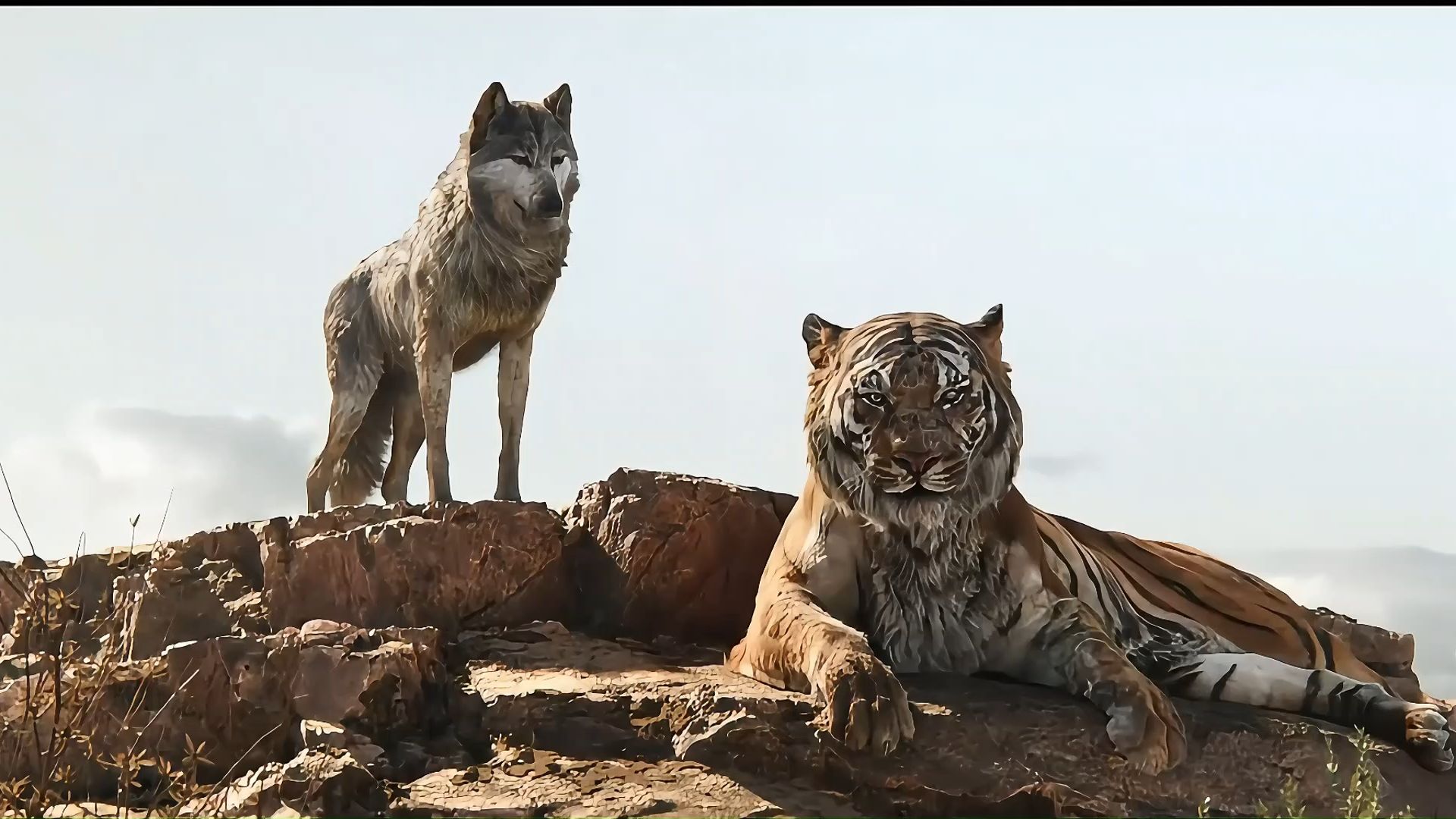 《奇幻森林》谢利可汗偷袭狼王阿西拉