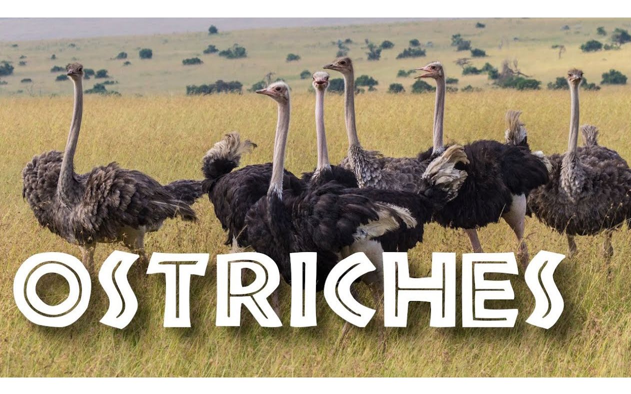 [图]All About Ostriches for Children： Ostrich Video for Kids - FreeSchool