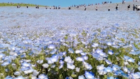 粉蝶花 ネモフィラ Nemophila 別名 瑠璃唐草 喜林草 哔哩哔哩 つロ干杯 Bilibili