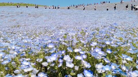 粉蝶花 ネモフィラ Nemophila 別名 瑠璃唐草 喜林草 哔哩哔哩 Bilibili