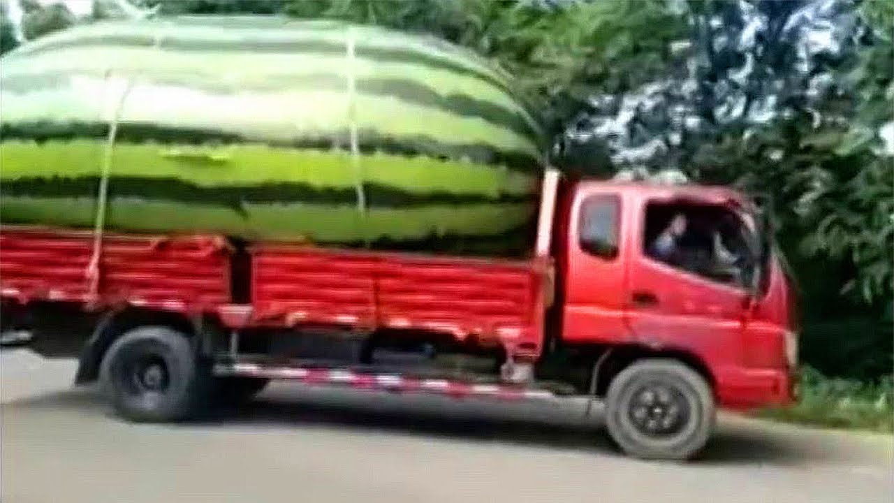 西瓜中的瓜老大!世界上最重的西瓜重多少斤长什么样?