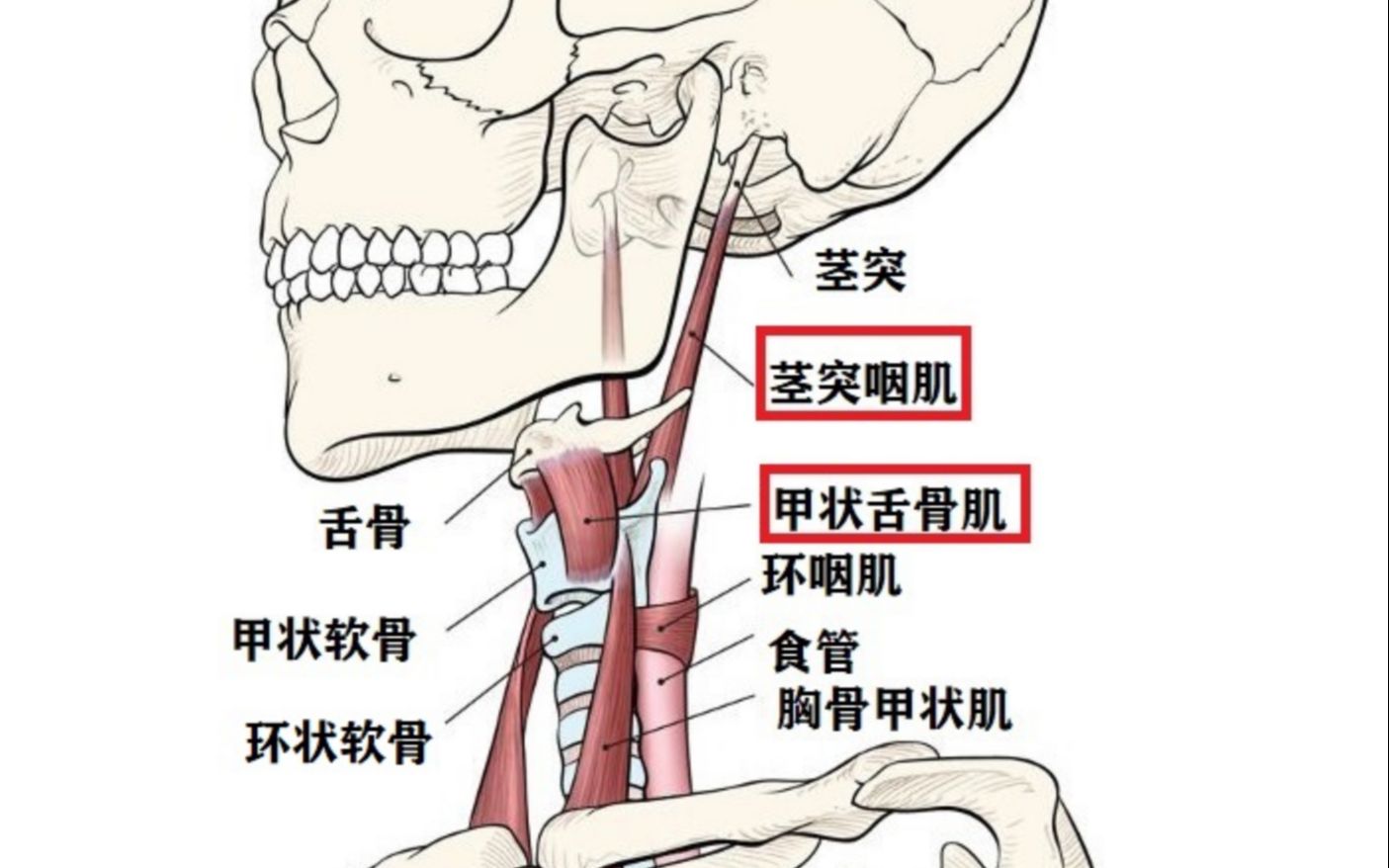 喉部的CT解剖_word文档在线阅读与下载_免费文档