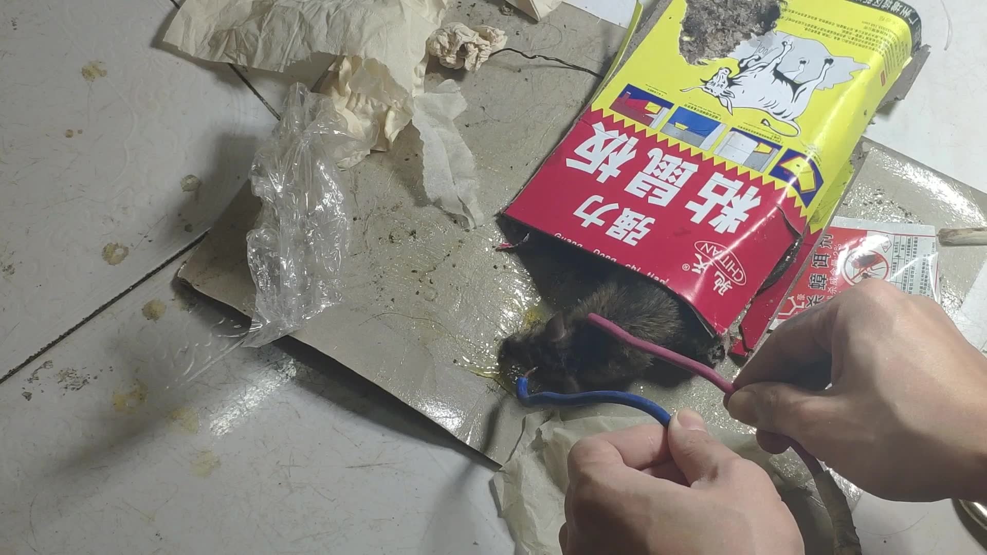 220v是电不疼老鼠的.叫都不叫一下