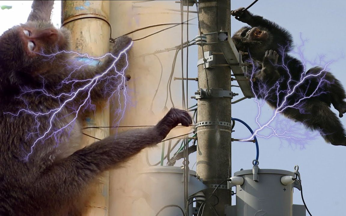 一只愚蠢的猴子正在爬高压柱,当时他触电身亡,被一个男人救了出来.