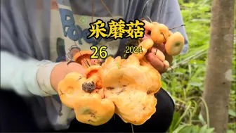 Download Video: 哇噻，发现蘑菇窝啦！招募志愿者来数一数这一窝有多少个枞菌！