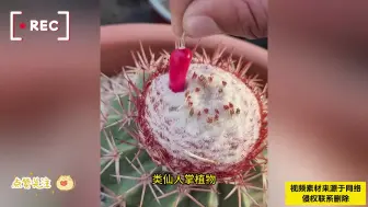 Download Video: 世界上最辣的植物不是辣椒，而是这种有黑头的类仙人掌植物