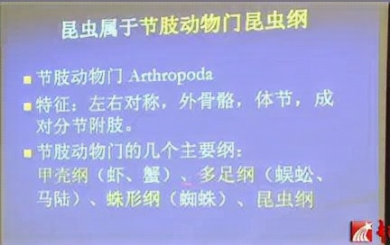 南京农业大学 昆虫学概论 全4讲 主讲戴华国 视频教程哔哩哔哩bilibili