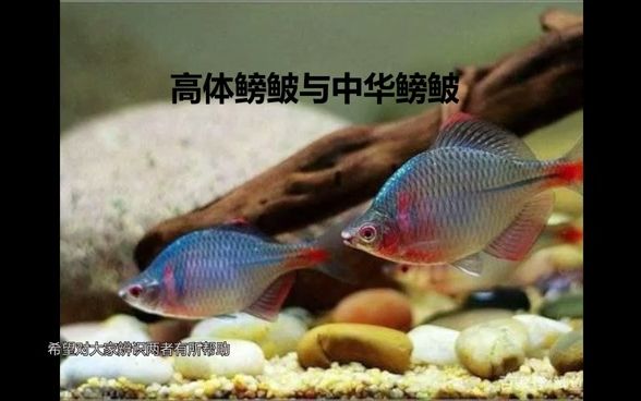 高体鳑鲏与中华鳑鲏哔哩哔哩bilibili