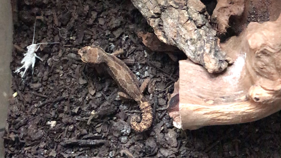 【松果尾守宫】吃蟋蟀