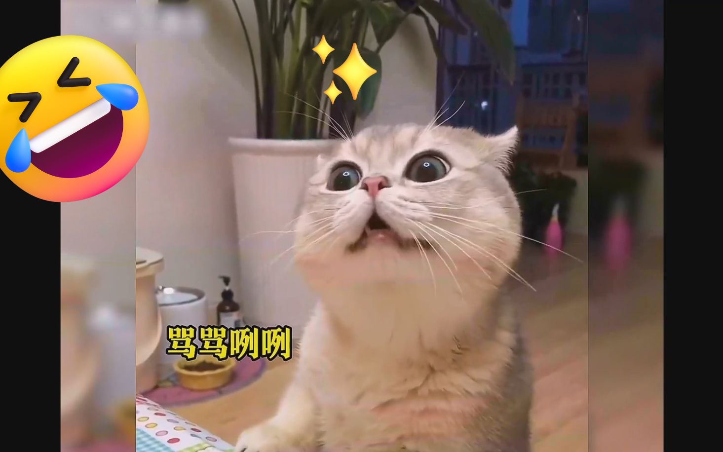 宠物猫猫搞笑合集08哔哩哔哩bilibili