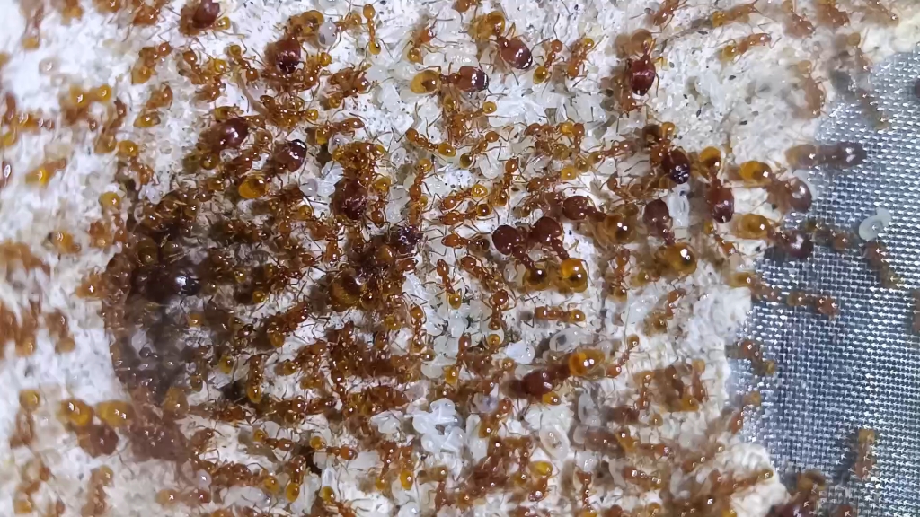 不知道是不是亮红大头蚁,我叫他大黄腹