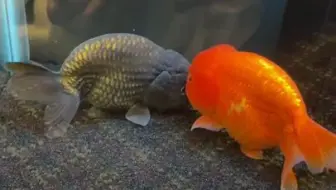 【养鱼达人】金鱼亚甲基蓝盐浴