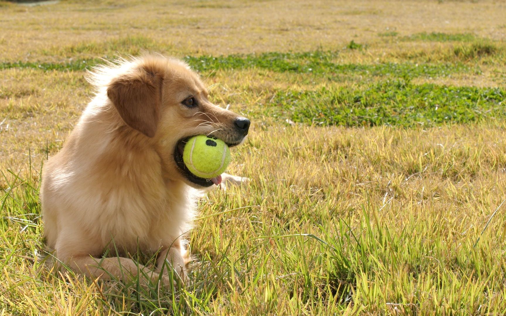 [图]对于金毛犬你的了解有多少?【给狗狗看的视频】