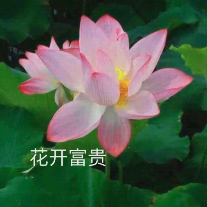 花開富貴你需要的頭像