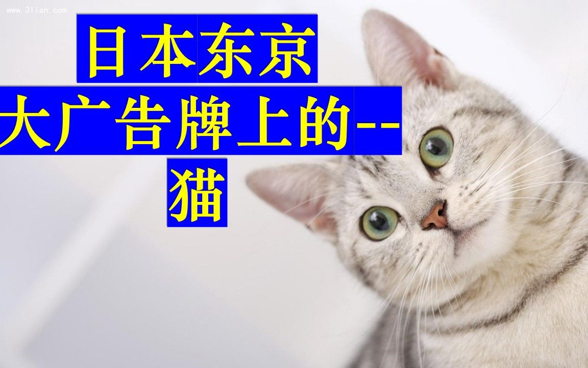 【学英语】日本东京 炒鸡大 的猫!哔哩哔哩bilibili