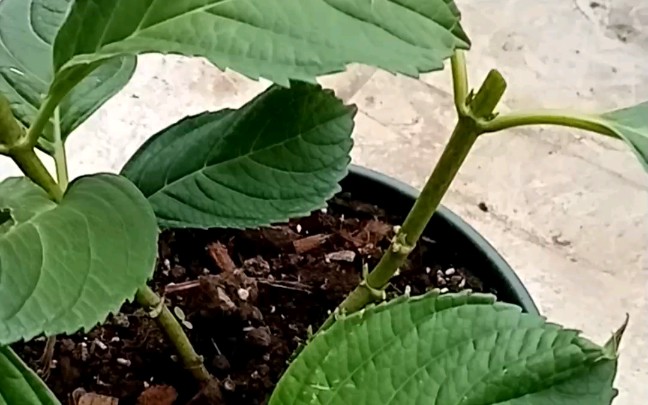 花手鞠的修剪,扦插.