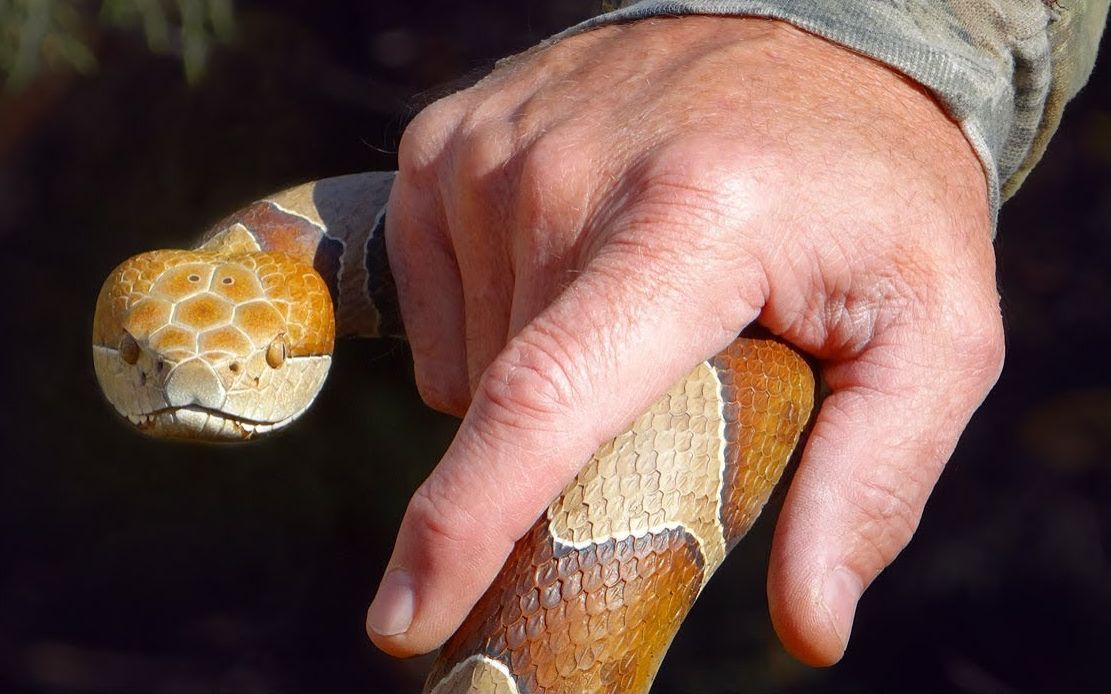工匠制作蛇与手杖carving on a copperhead【stinnett sticks】