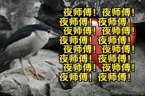 Tải video: 夜师傅离开了我😭