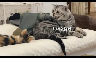 Télécharger la video: 当我捡了只美女三花猫，我家公猫…