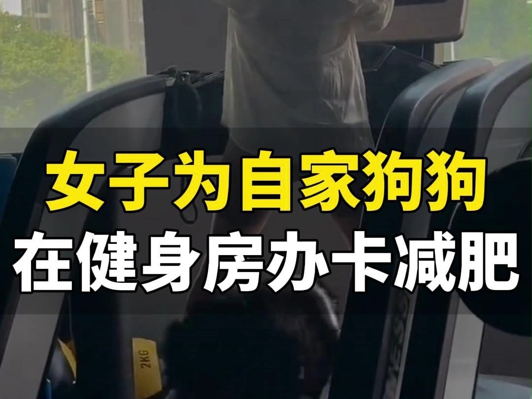 8月24日,四川成都.女子因室外太热给狗狗办了健身卡,主人在前边站着,狗狗在后边跑步哔哩哔哩bilibili